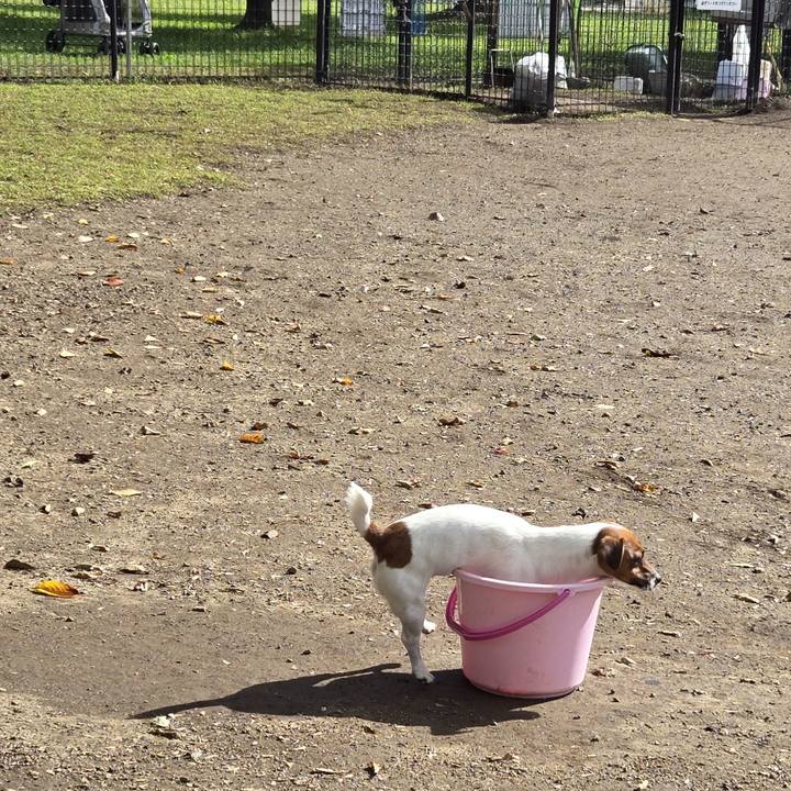 8a8cff4a a15d 4a39 bb24 3eb29d8062f0 1761961822481