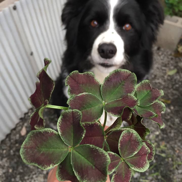 8a8e0042 c17f 4e81 bd16 276a75487e70 1585349324296