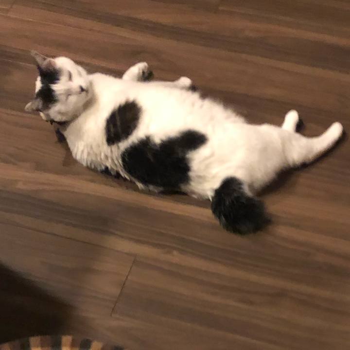 8a8eb0a2 1412 4fe4 97d4 8511131aaaba 1553074456335