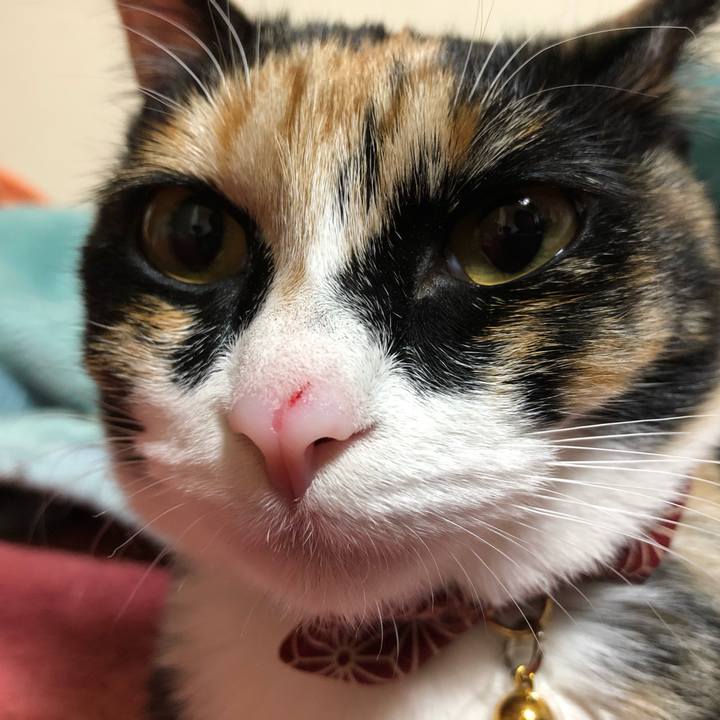 8a8eb701 e094 4931 9385 2cb510e462ba 1554553107170