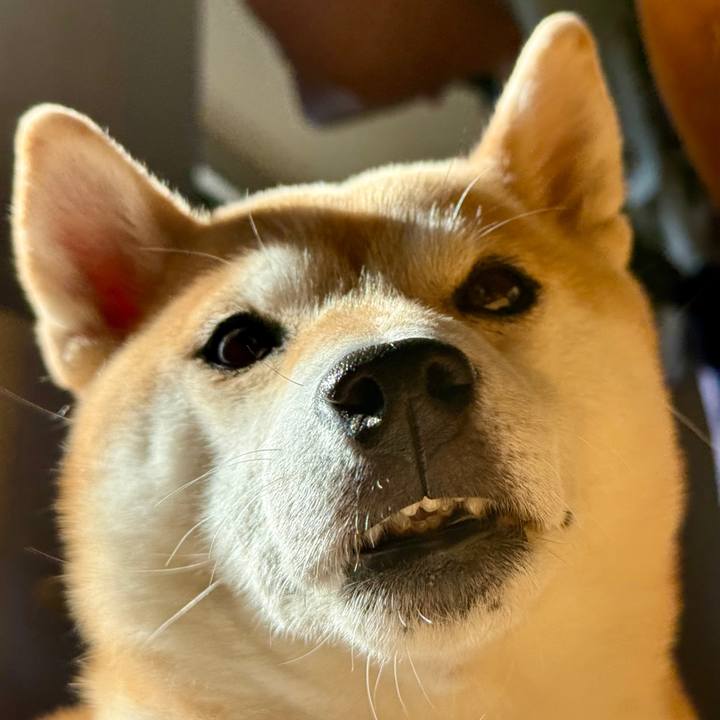 8a95ffce cabc 4a8c ace1 3505cbccf691 1764379940447