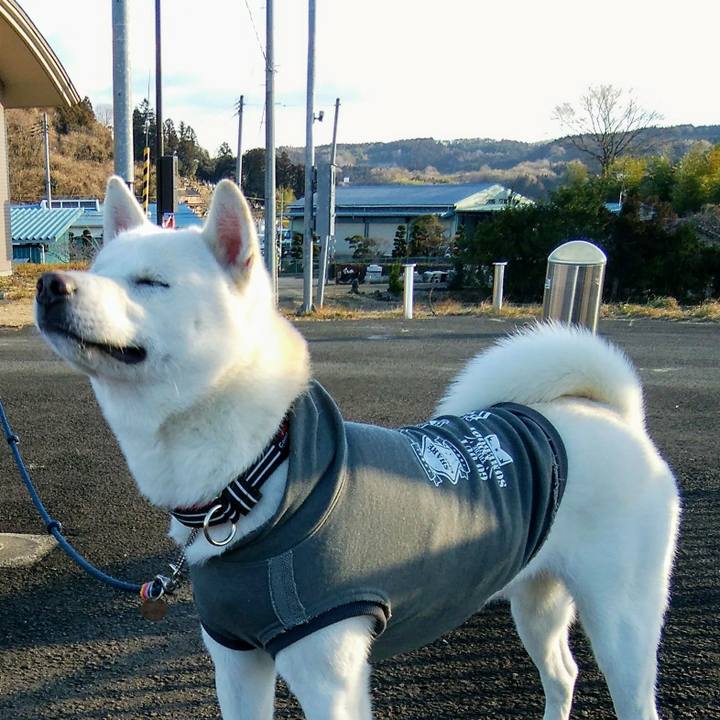 8a9e5f19 a0e0 475f b8ac 3300b18ac8c6 1515288008842