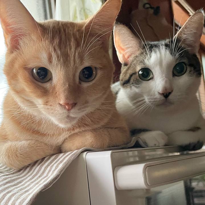 8a9fdd95 8a01 483b 8376 0ad9e92ea620 1762040409294