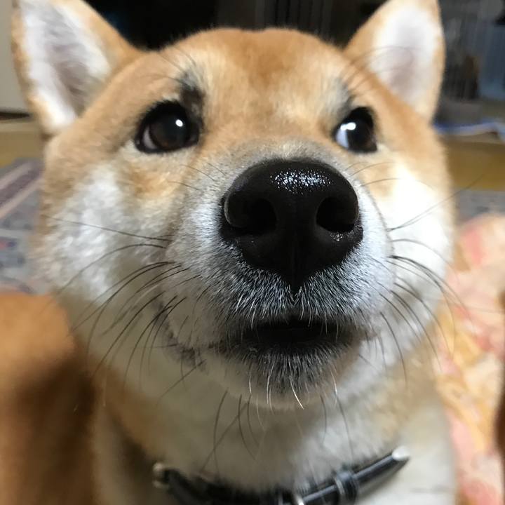 8aa4c8d6 ace0 4925 80cb df697477508b 1513428340308