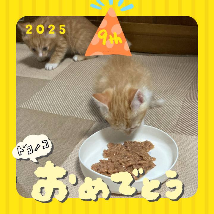 8aa9980b 0f53 4a80 ad1d 9db60be054b7 1749116745397