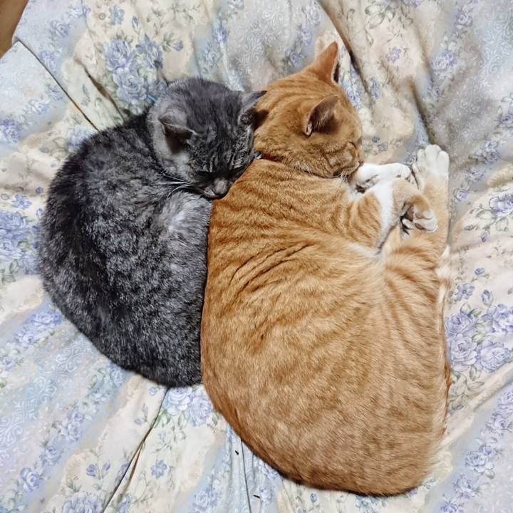 8aabfe87 ba40 4e13 89f0 0b4a3228238a 1573387798381