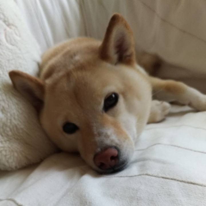 8aacc18f 0d71 4cd9 a179 01552332ee39 1590631151231