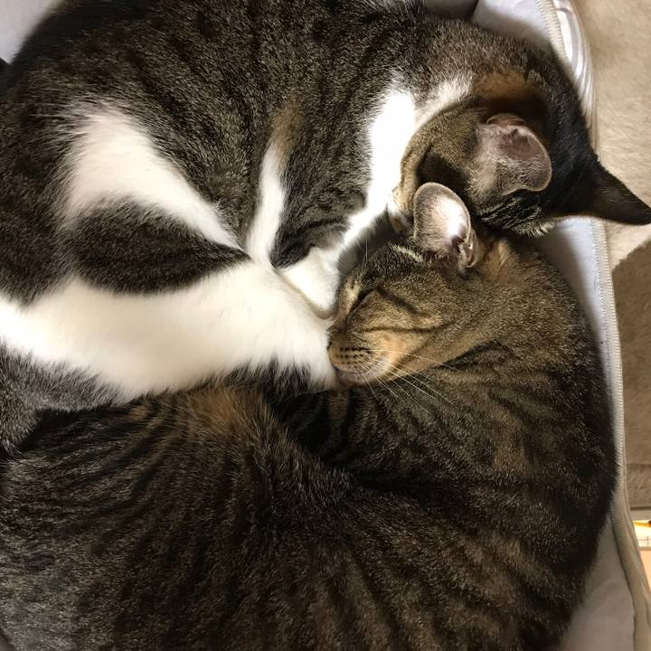 8aad036d 7483 46f2 954c d31fcdd4c4d0 1534379143924