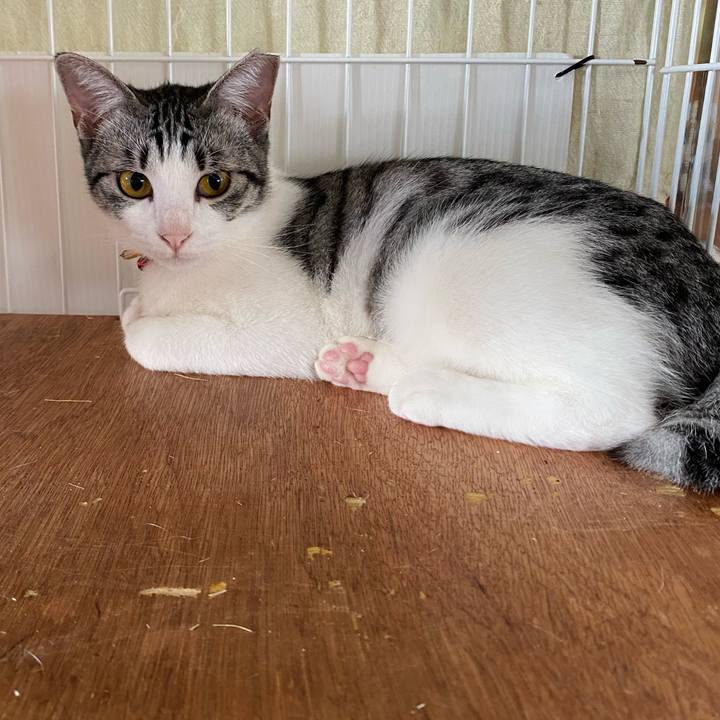 8aadccd6 5da5 4516 b1d9 e6e2c1a7d589 1760399224118