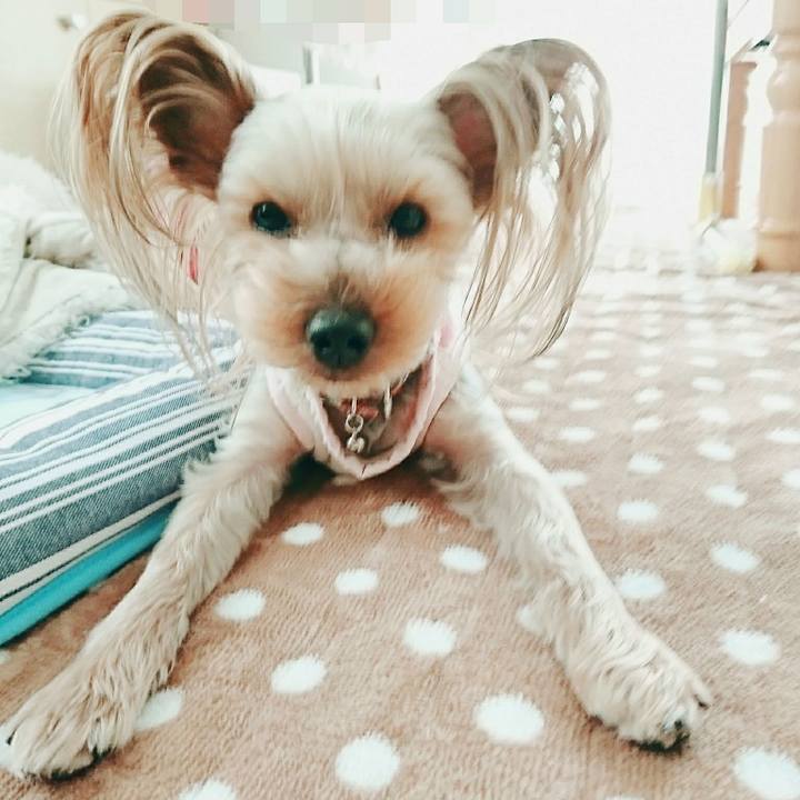 8ab1392e c863 4bcd 889d 0234e111190e 1513474298949