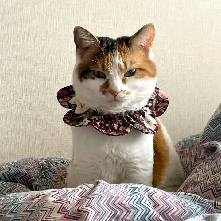 8ab13dff 5685 473a aaa8 7fda2c0de080 1742700572257