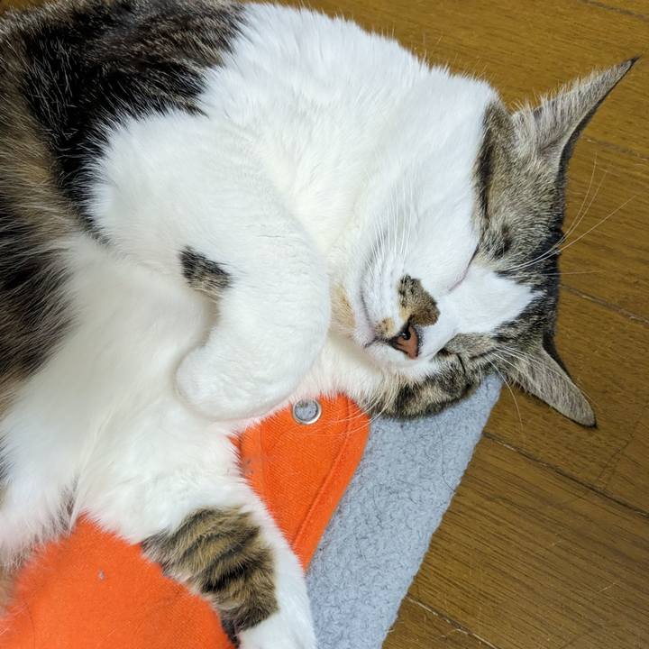 8ab17381 5f0a 4ac5 9d2c c444947f9de3 1703420981341