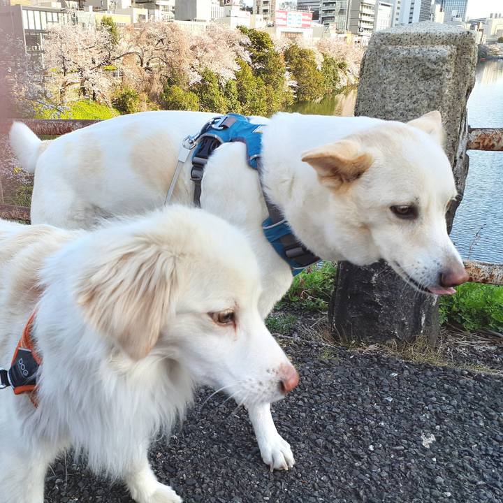 8ab2c880 f278 4ec3 8007 dc5b516359fe 1648883087532