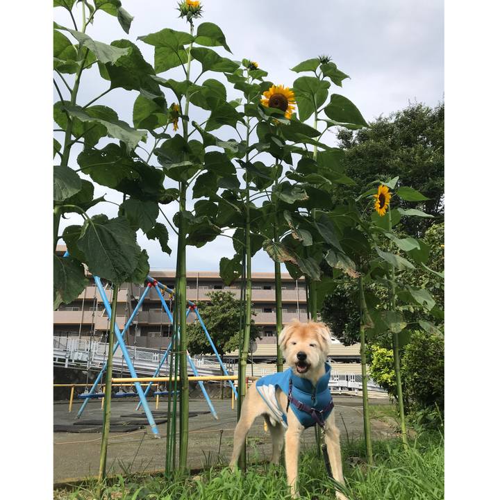 8ab4cf14 62af 468b 8346 4cc66719161f 1595903468534