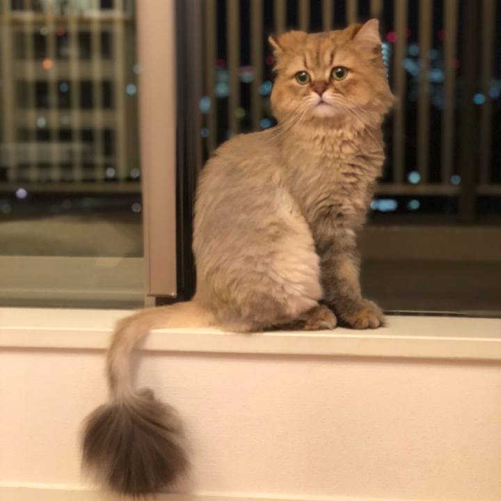 8ab5330f fa67 44af bf2f dd9398e1c811 1527164276214