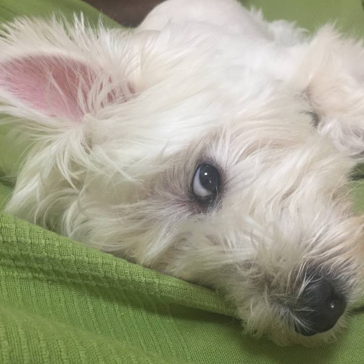 8ab58da0 691c 417c 9962 ffd023d25620 1533915533462