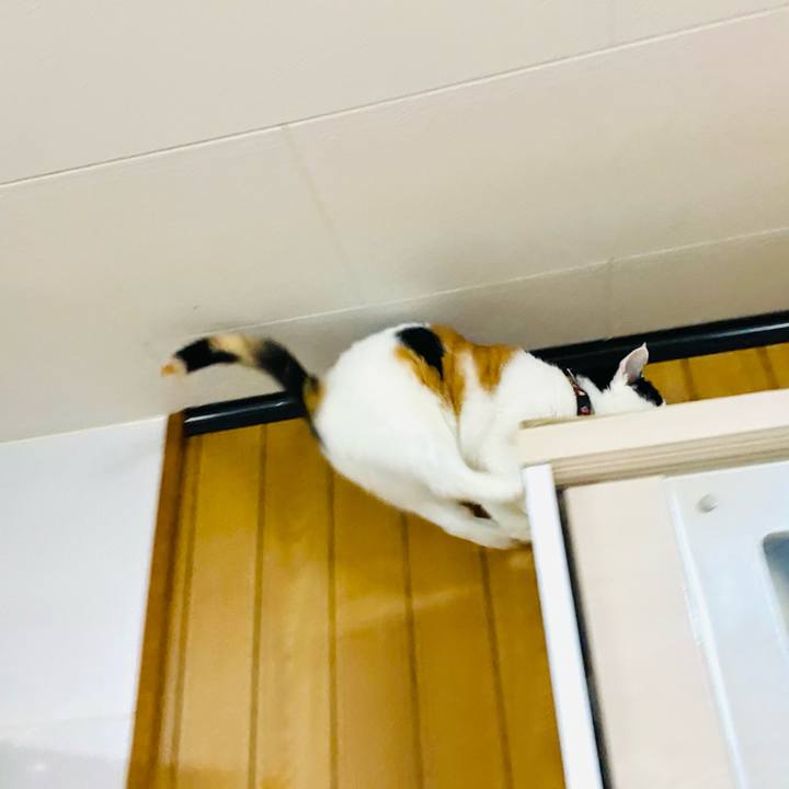 8ab9086c 55e0 4e6c 870b b242754ce98b 1733405196648