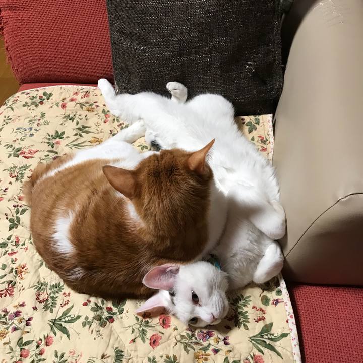 8abae0ed bcca 4248 a537 6ecf0340edb6 1521903848822