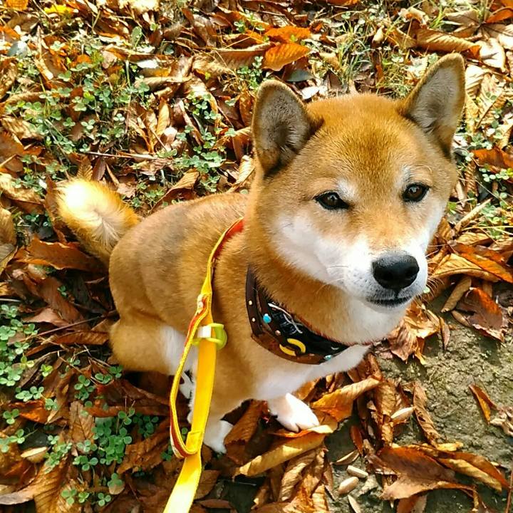 8ac0718e 337c 489b 91c1 0e1a62f5e431 1572396065352