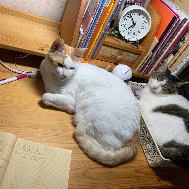 8ac505da ed2f 406b ada9 95a589513d53 1652565326330