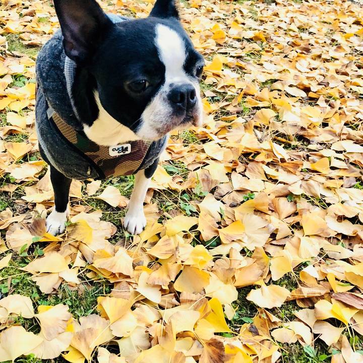 8acabc17 82b4 4793 ae34 d0a8d031e623 1511785702607