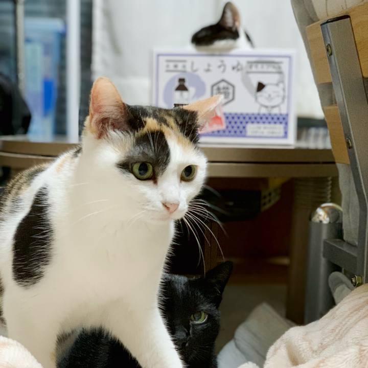 8acd6f9e ed9c 41a2 8219 0a2d8d8d834c 1541557034169