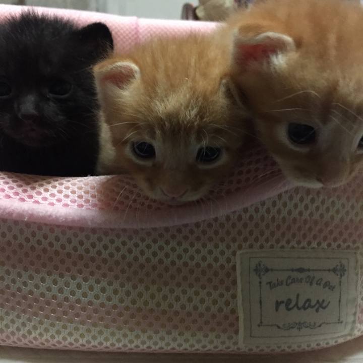 8acda0d9 279a 48f3 a252 fddceb12512b 1531921745741