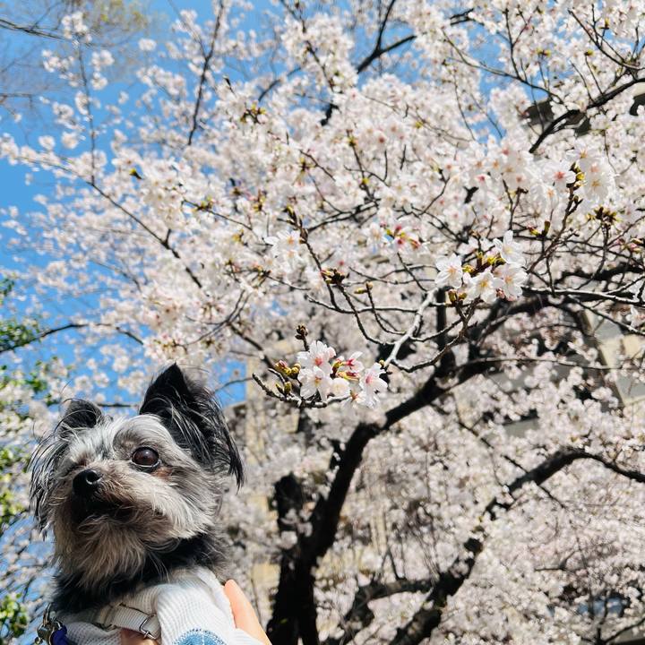 8ace56fe 6a8c 4543 9b26 2a008a2f5e19 1774765324601