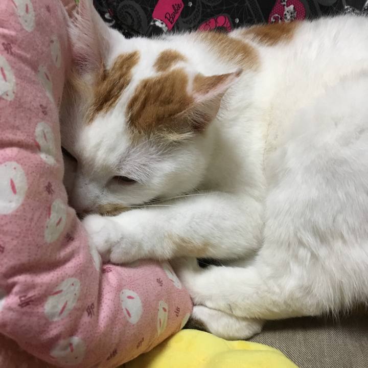 8acf3cc5 5c44 4b14 9490 4c84f2530b88 1553520385681