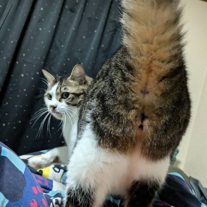 8acf8032 8b59 4c5f 9825 e90fce378f2c 1730806209565