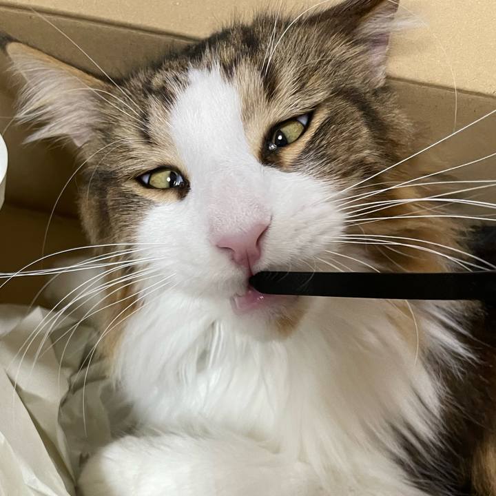 8ad0da14 7120 406e 9055 0ecd9b089ae8 1669285717048