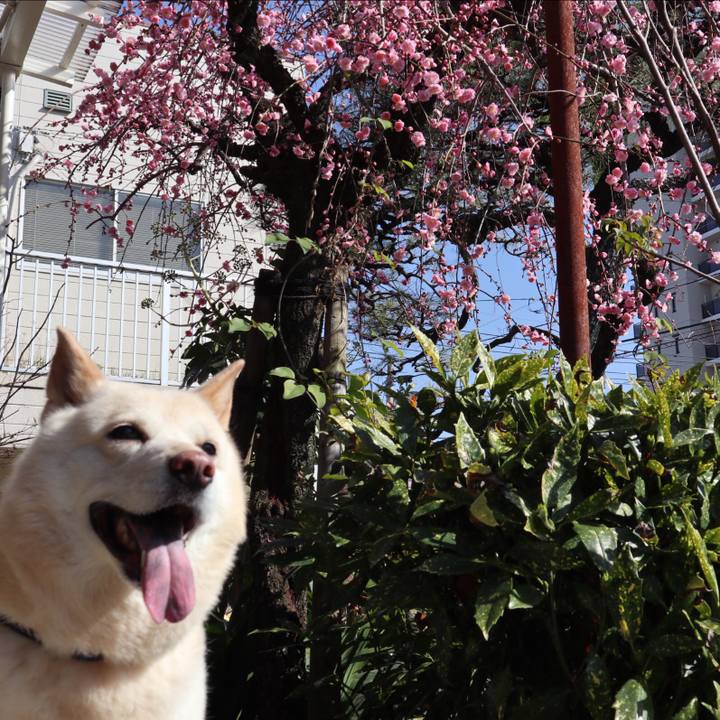 8ad51bf7 8a80 46a8 92d2 edc4e7a85fb3 1549960872795