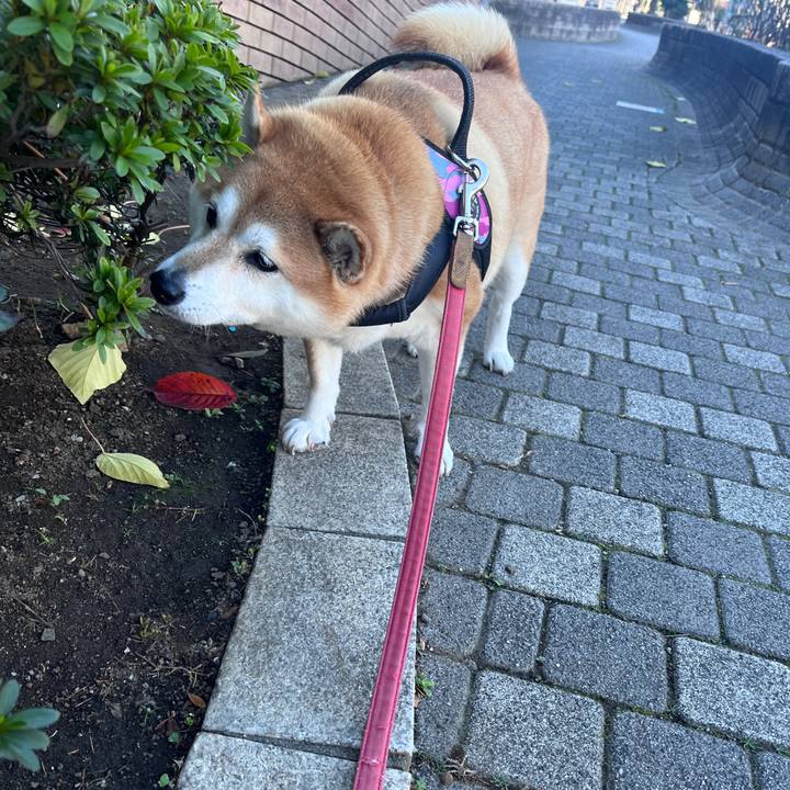 8ad57ce8 db46 406d b336 5503494a1386 1702002356012