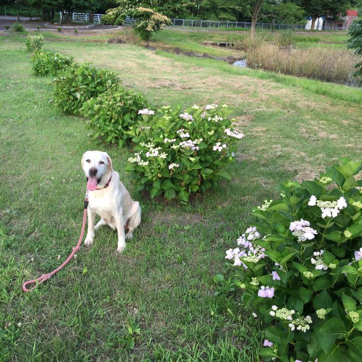 8ad5a4da ce84 42d8 805e d7fbcf0e18e5 1529400889640