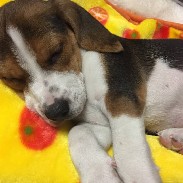 8ad6c313 3497 4e2f becf 347408431ea0 1513435294373