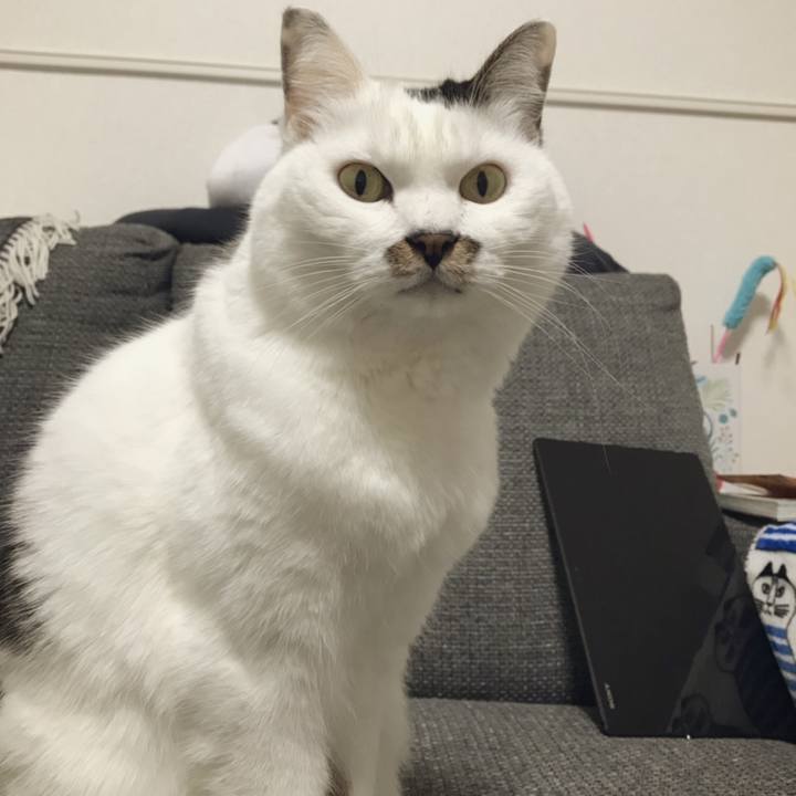 8ad7063d a0b5 4b32 936d 6a1b3b3a131f 1542942838440