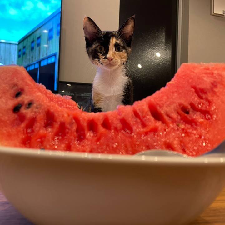 8ae2462c d734 4328 aed6 2af000671d8b 1628644503163