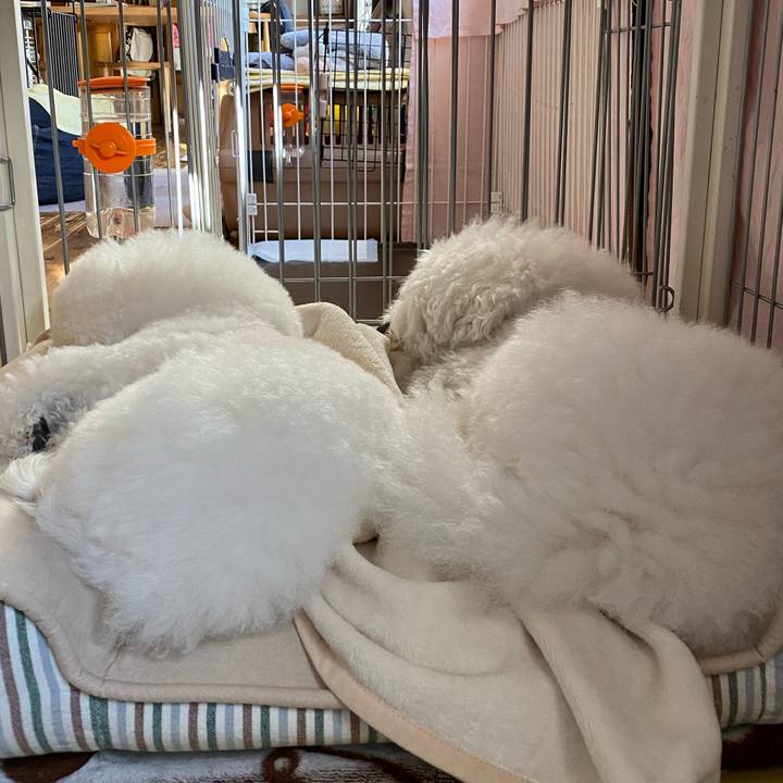 8ae445ae 72f9 4d42 9639 fdd542c46fa9 1606974236856