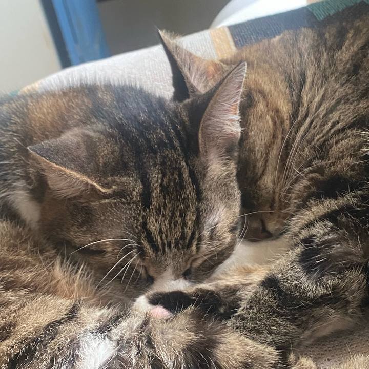 8ae45e73 ffe0 4c3d 9415 e4dbb9afe4df 1721016350287