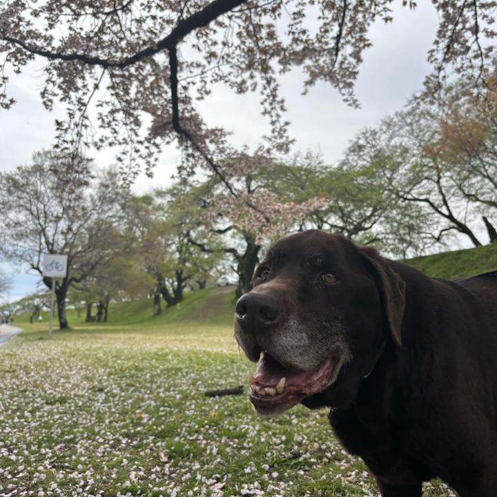 8ae4a53b 6c95 4486 adbb 300cb3c6d65c 1775387411711