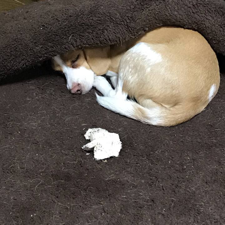 8ae54d33 2d82 4630 b7a4 6e32f53080e1 1543590374632