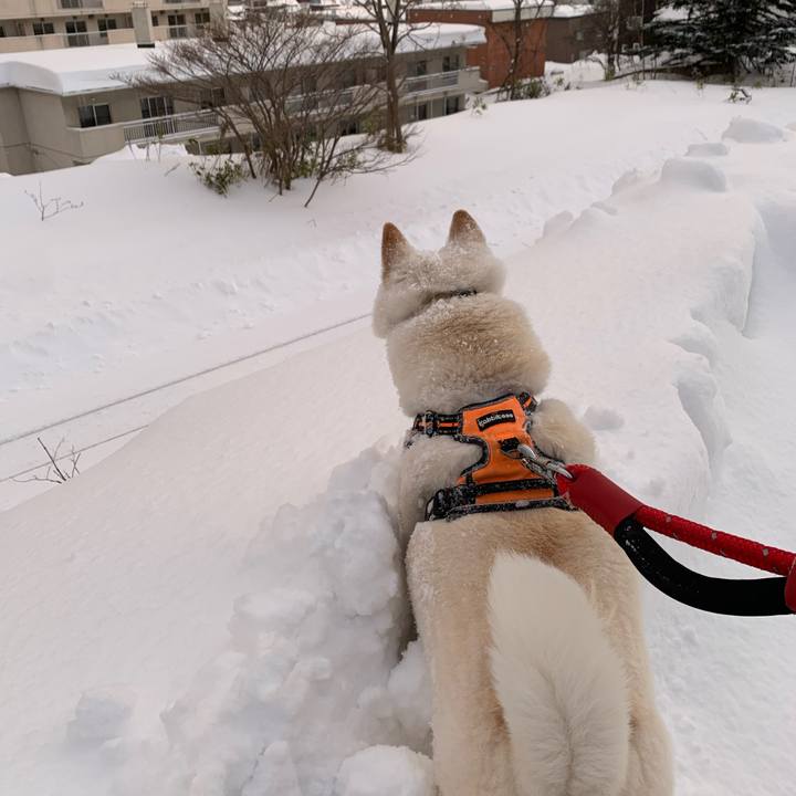 8ae8a70a 741f 4d0e bcc2 a3d0c5b19484 1674341870644