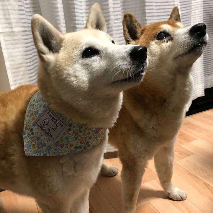 8ae99b48 2efc 4de4 8705 3593febf3d8b 1559601847666