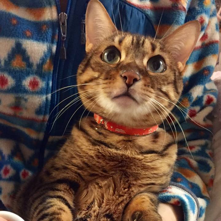 8aea55c4 49cc 4afc 979a 33be02626f66 1544046363625