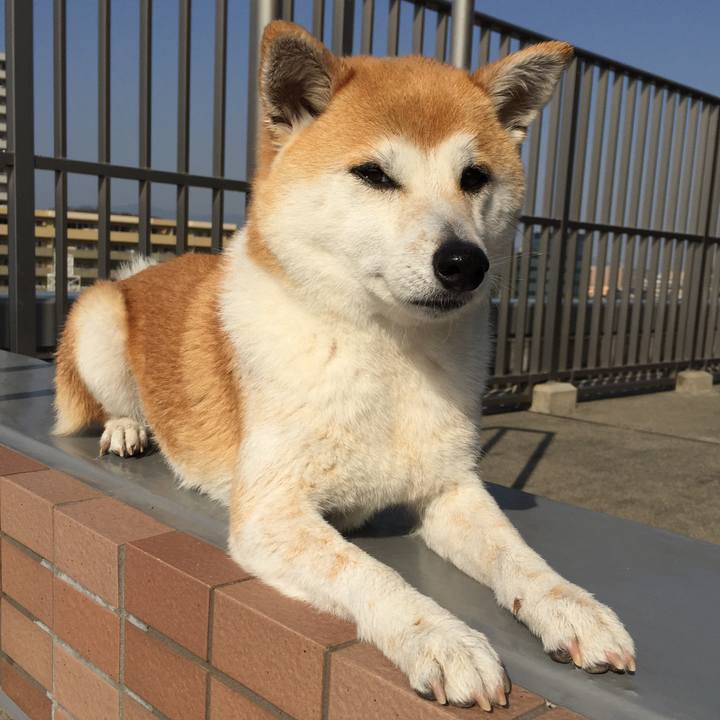 8aea88e9 e9e6 4e27 8999 15c1bcbf27c4 1520835445482