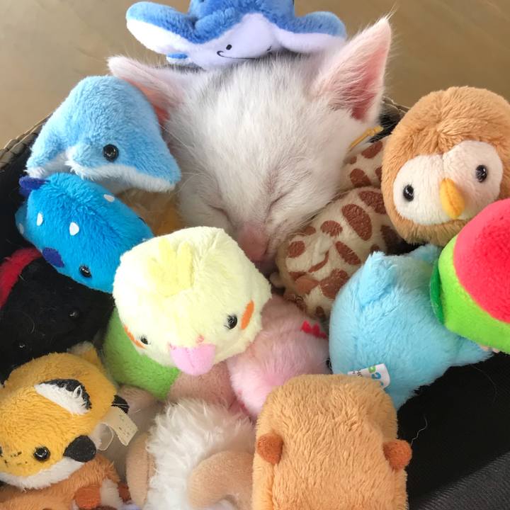 8aeaf952 e1d2 4476 b286 7010ea1dd37e 1591409918800