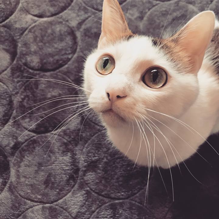 8aec7798 fa12 42a6 a86d 22368ab66c06 1542638509747