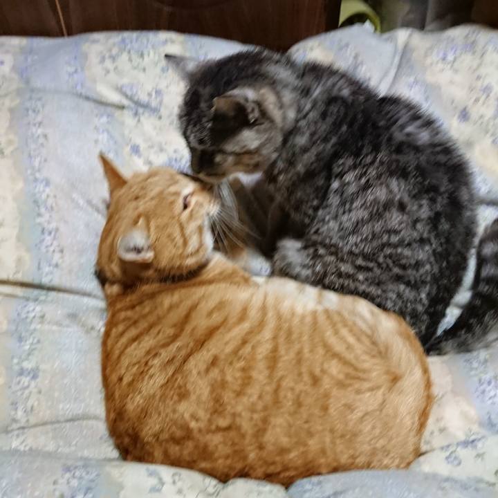 8aed6703 ba62 472e 8711 e387c0e75dc9 1575289651422