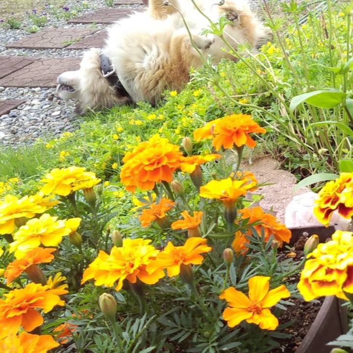 8aef0569 c2be 43da 8963 36e2a17055c2 1588080585452