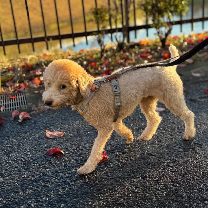 8af1bba2 4ada 4cff 9fdf b32750d6f7b3 1762084410051